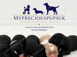 F1  cavapoos &ndash; Ethical Licensed Breeder