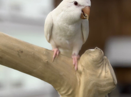 Quaker parrot