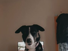 Female collie
