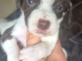 8 pups for sale