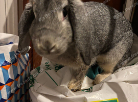 Pearl - 10 months old