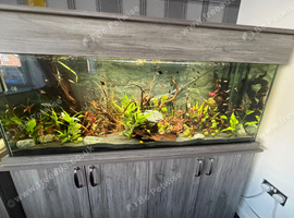 Tropical fish