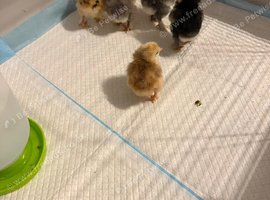 Brahma chicks