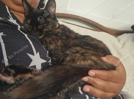 Loving willow looking for a home.