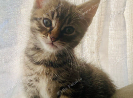 Beautiful Bengal/khao manee