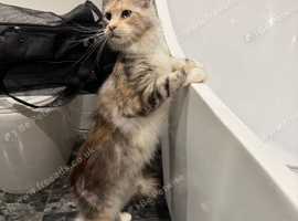 Tica Active / Health Tested Male and Female