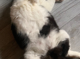 Munchkin cat
