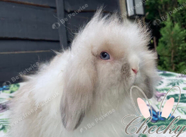 Beige Tort Lion Lop Boy
