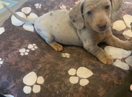 Dachshund