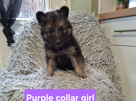 German shepherd pups