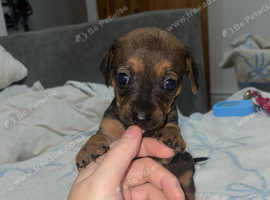 Puppies for sale