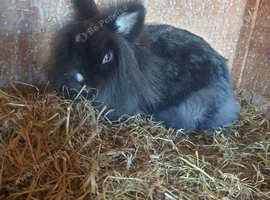 one black girl  rabbit for sale