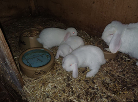 Young red eyed white Germans