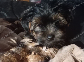 Merle boy and a black and tan biewer yorkie