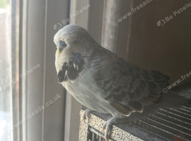 Tame show budgie