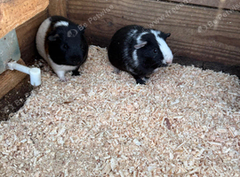 Boy guinea pigs