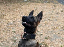 Belgium malinos puppy for rehoming 4 month old