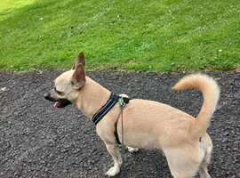 3 year old male chihuahua