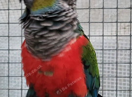 Beautiful Semi Tame Crimson Bellied/Scarlet breasted DNA sexed male