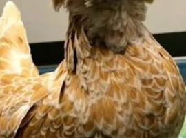 Polish bantam hens