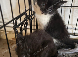 Beautiful half main coon kittens