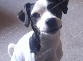 Jack Russell X Patterdale Bitch