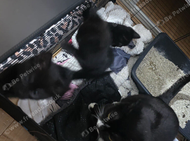 4 black kittens