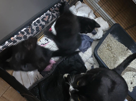 4 kittens black. 1 girl 3 boys