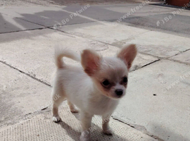 Long coat chihuaha bitch puppy