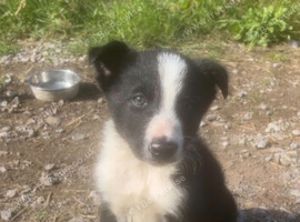 4 border collie puppys