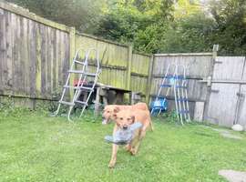 Labrador&rsquo;s