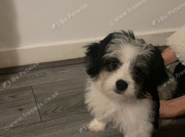 Puppy for sale