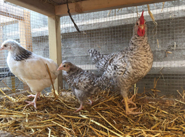 3 Cream Legbar Roosters
