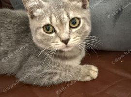 Scottish Fold &times; Siberian mix