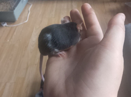 2 Very Friendly well Handled little boys still Available.