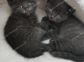 Kittens for sale &pound;250