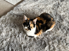 Female Calico Cat