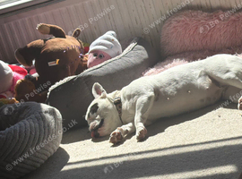 French bulldog