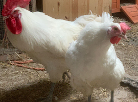 Hatch to order La Bresse Gauloise chicks