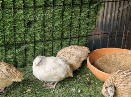 Quail birds