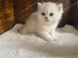 Silver pedigree British shorthair kittens