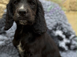 Kc cocker spaniels boy only 17 dna health tested