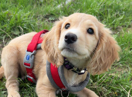 F1b cockapoo girl 10 weeks old