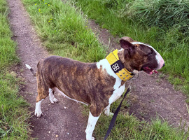 willow 4yr old bull terrier