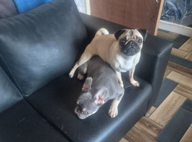 Pug for sale