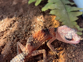 Hatchling Nephrurus Cinctus