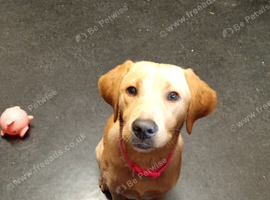 Fox red /yellow full lab pup