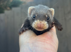 Mum and female kit baby ferret