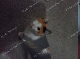 7 year old female cat