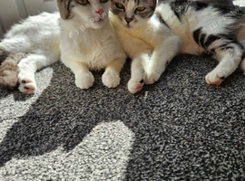 2 beautiful loving cats